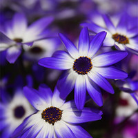 Buy canvas prints of Blue and White Daisies by Sean Wareing