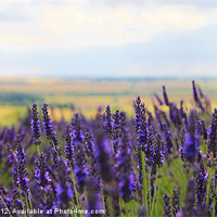 Buy canvas prints of Lavender Fields by Sean Wareing