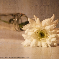 Buy canvas prints of chrysanthemum by Sean Wareing