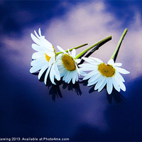 Buy canvas prints of Daisies on blue by Sean Wareing