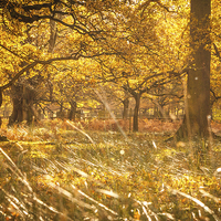 Buy canvas prints of Autumn by Sean Wareing
