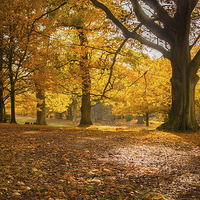 Buy canvas prints of Autumn Glory by Sean Wareing