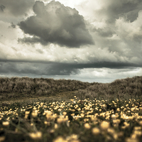 Buy canvas prints of Field of Gold by Sean Wareing