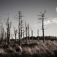Buy canvas prints of  Dead Forest by Sean Wareing