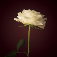 Buy canvas prints of  White Rose by Sean Wareing