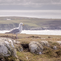 Buy canvas prints of  South Stack Seagull by Sean Wareing
