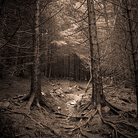 Buy canvas prints of Deep in the forest by Sean Wareing