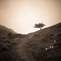 Buy canvas prints of The lonely trail by Sean Wareing