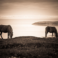 Buy canvas prints of Wild Ponies of North Wales by Sean Wareing