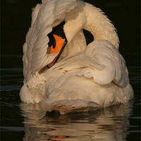 Buy canvas prints of Swan at Eastleigh Country Park I by Philip Barton