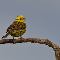 Buy canvas prints of Yellowhammer by Don Davis