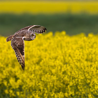 Buy canvas prints of Short - Eared Owl by Don Davis