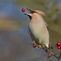 Buy canvas prints of Waxwing by Don Davis