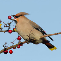 Buy canvas prints of Waxwing 2 by Don Davis