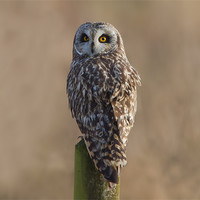 Buy canvas prints of Short - Eared Owl. by Don Davis