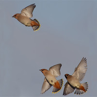 Buy canvas prints of Waxwings by Don Davis