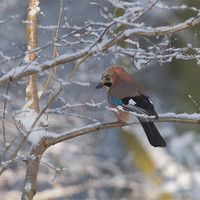 Buy canvas prints of Winter Jay. by Don Davis