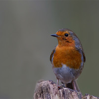 Buy canvas prints of Robin of the Woods. by Don Davis