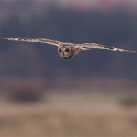Buy canvas prints of Short - Eared Owl. by Don Davis