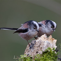 Buy canvas prints of Longtailed Tits. by Don Davis