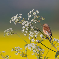 Buy canvas prints of Linnet by Don Davis