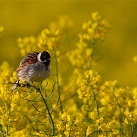 Buy canvas prints of Reed Bunting by Don Davis