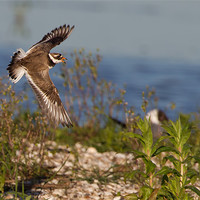Buy canvas prints of Ringed Plover by Don Davis