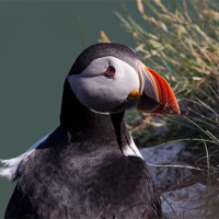Buy canvas prints of Puffin by Don Davis