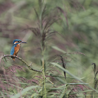 Buy canvas prints of Kingfisher by Don Davis