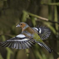 Buy canvas prints of  Male Chaffinch by Don Davis