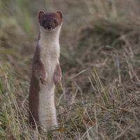 Buy canvas prints of  Stoat. by Don Davis