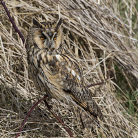 Buy canvas prints of  Long Eared Owl. by Don Davis