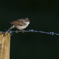 Buy canvas prints of Whitethroat  by Don Davis