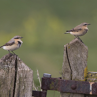 Buy canvas prints of  Wheatears by Don Davis