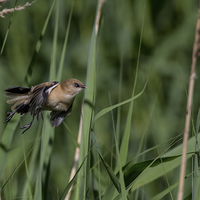 Buy canvas prints of Flying through Reedbed  by Don Davis