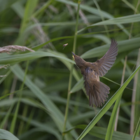 Buy canvas prints of  Reed Warbler about to have lunch by Don Davis