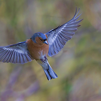 Buy canvas prints of  Chaffinch by Don Davis