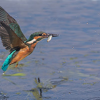 Buy canvas prints of The Kingfisher by Don Davis