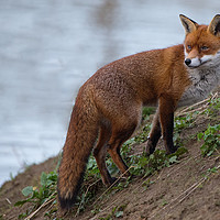 Buy canvas prints of Fox. by Don Davis