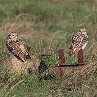 Buy canvas prints of Short Eared Owls. by Don Davis