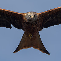 Buy canvas prints of Red Kite by Don Davis