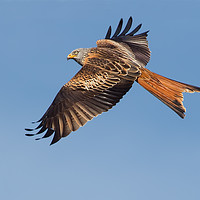 Buy canvas prints of Red Kite 2 by Don Davis