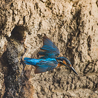 Buy canvas prints of Male kingfisher leaving nest. by Don Davis