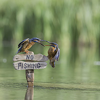 Buy canvas prints of Pair of Kingfishers by Don Davis