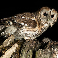 Buy canvas prints of Tawny with Prey. by Don Davis