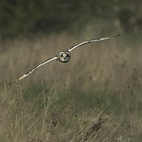 Buy canvas prints of Short-Eared Owl. by Don Davis