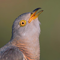 Buy canvas prints of Cuckoo by Don Davis