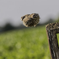 Buy canvas prints of Little Owl. by Don Davis