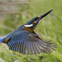 Buy canvas prints of Inflight Kingfisher. by Don Davis