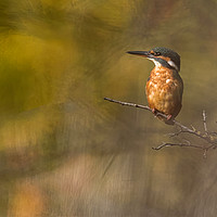 Buy canvas prints of Kingfisher by Don Davis